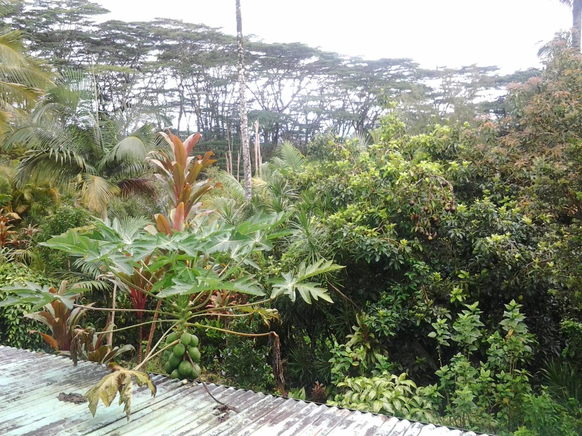 Lava Tree Tropic Inn Pahoa Buitenkant foto