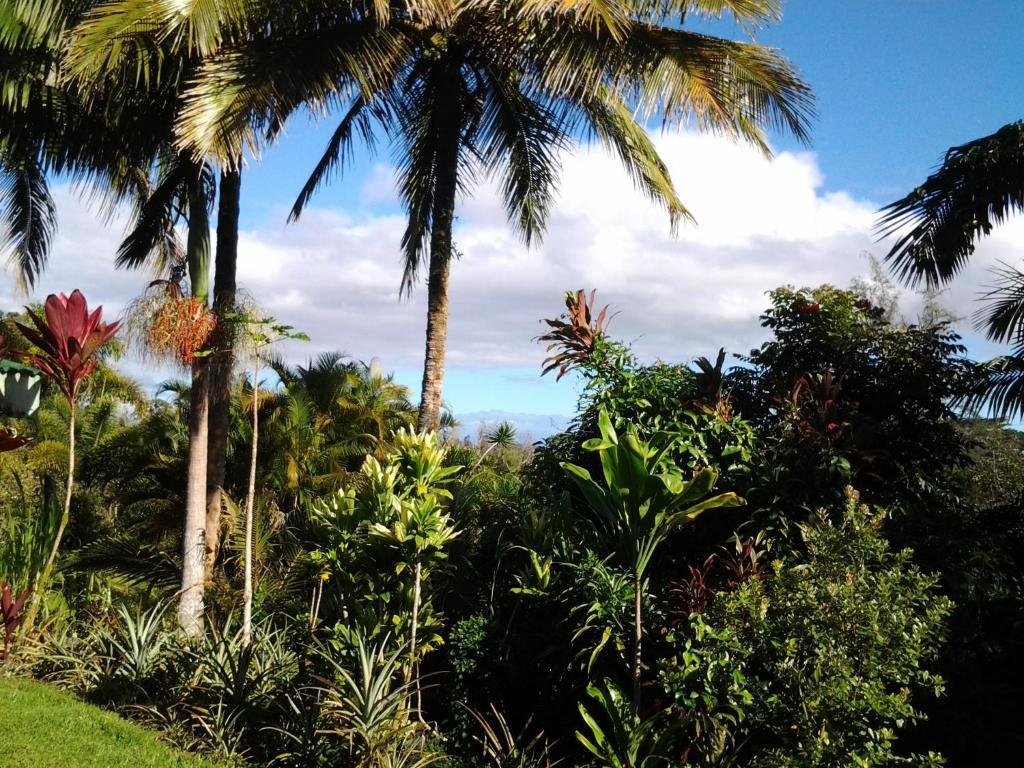 Lava Tree Tropic Inn Pahoa Buitenkant foto